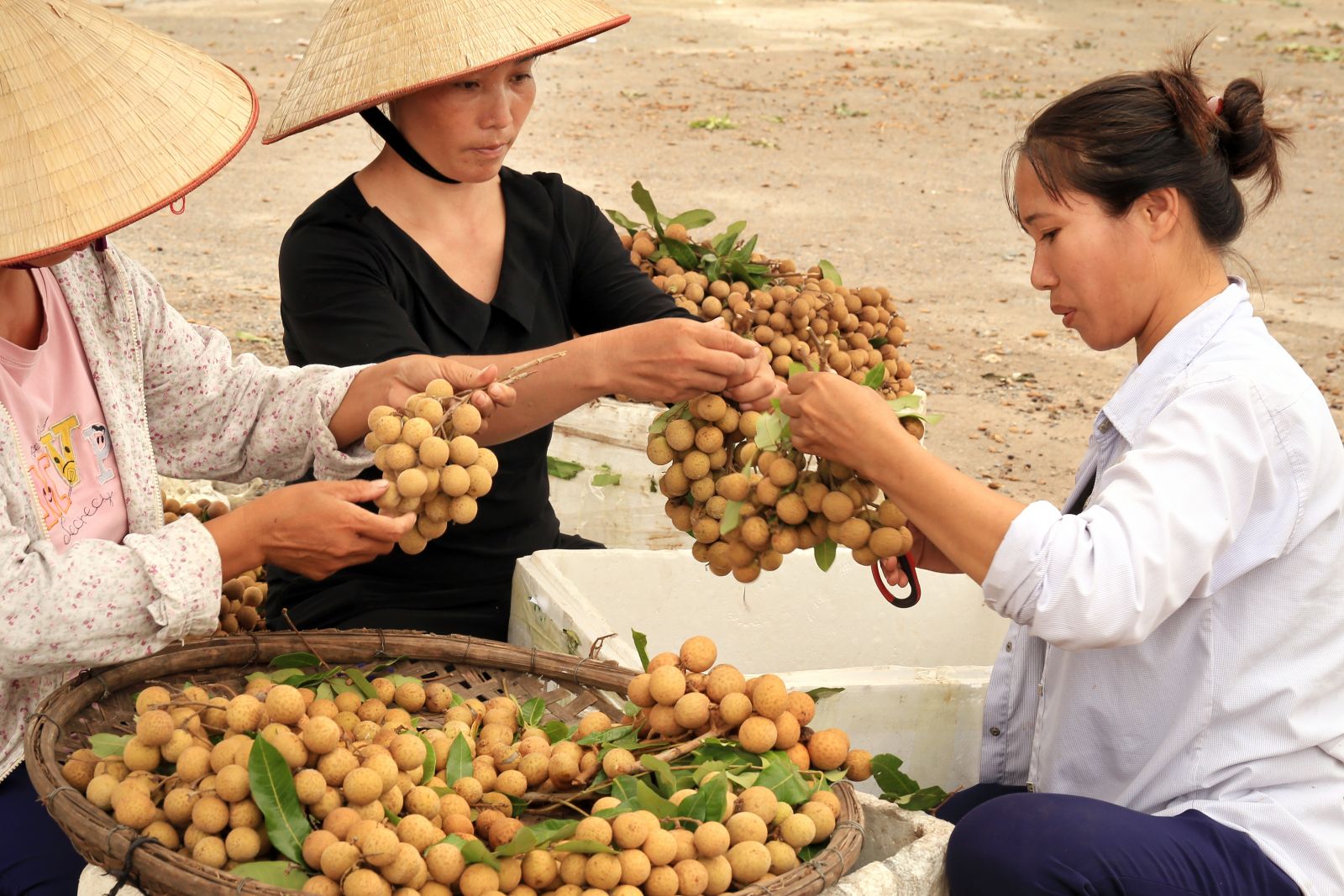 Đất và người Hưng Yên (Tác giả:  ảnh Bằng Cao)