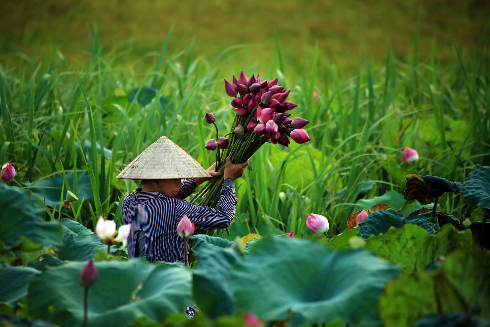 Đất và người Hưng Yên (Tác giả: ảnh Bằng Cao)